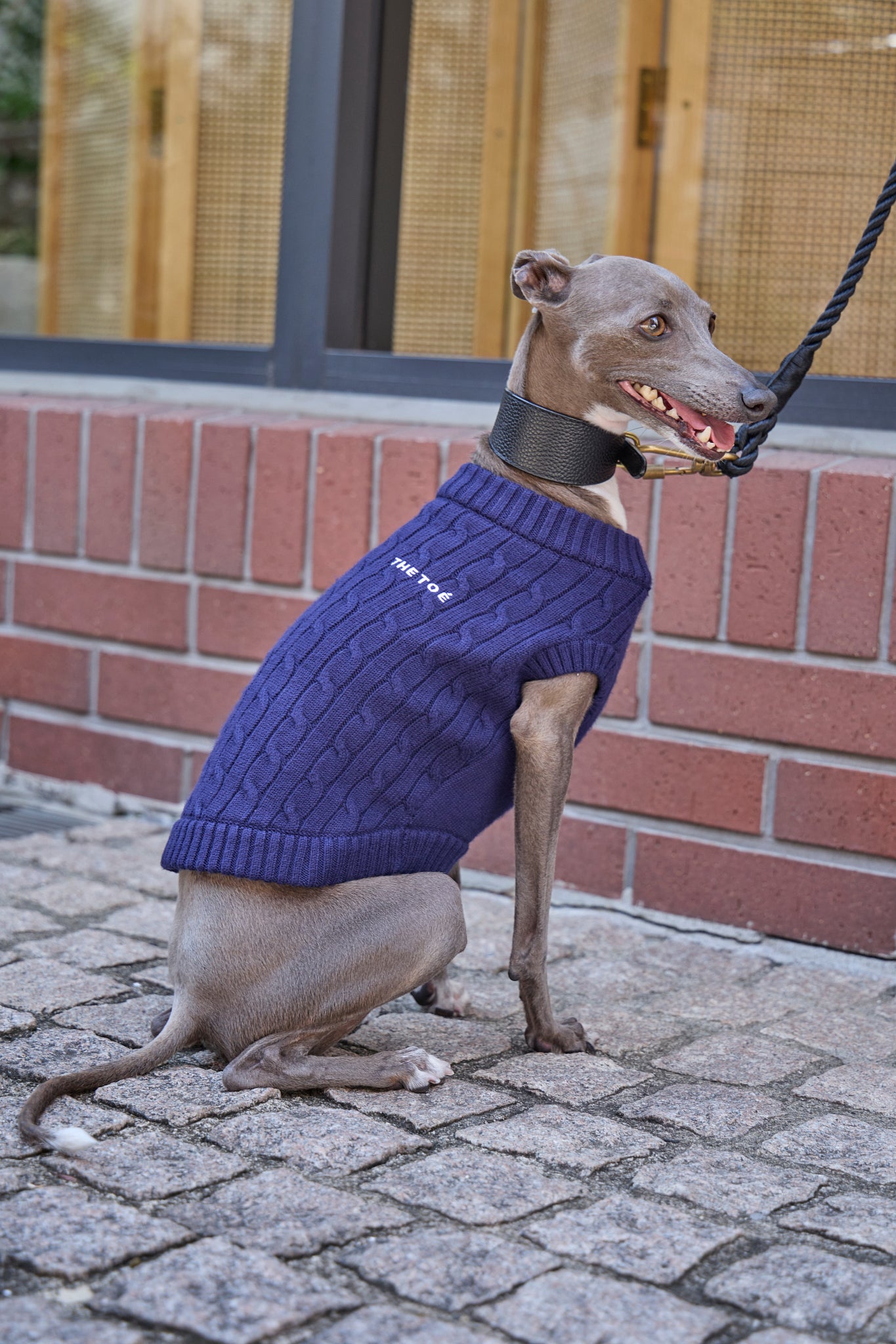 TOÉ Daily Dog Knit – THE TOÉ