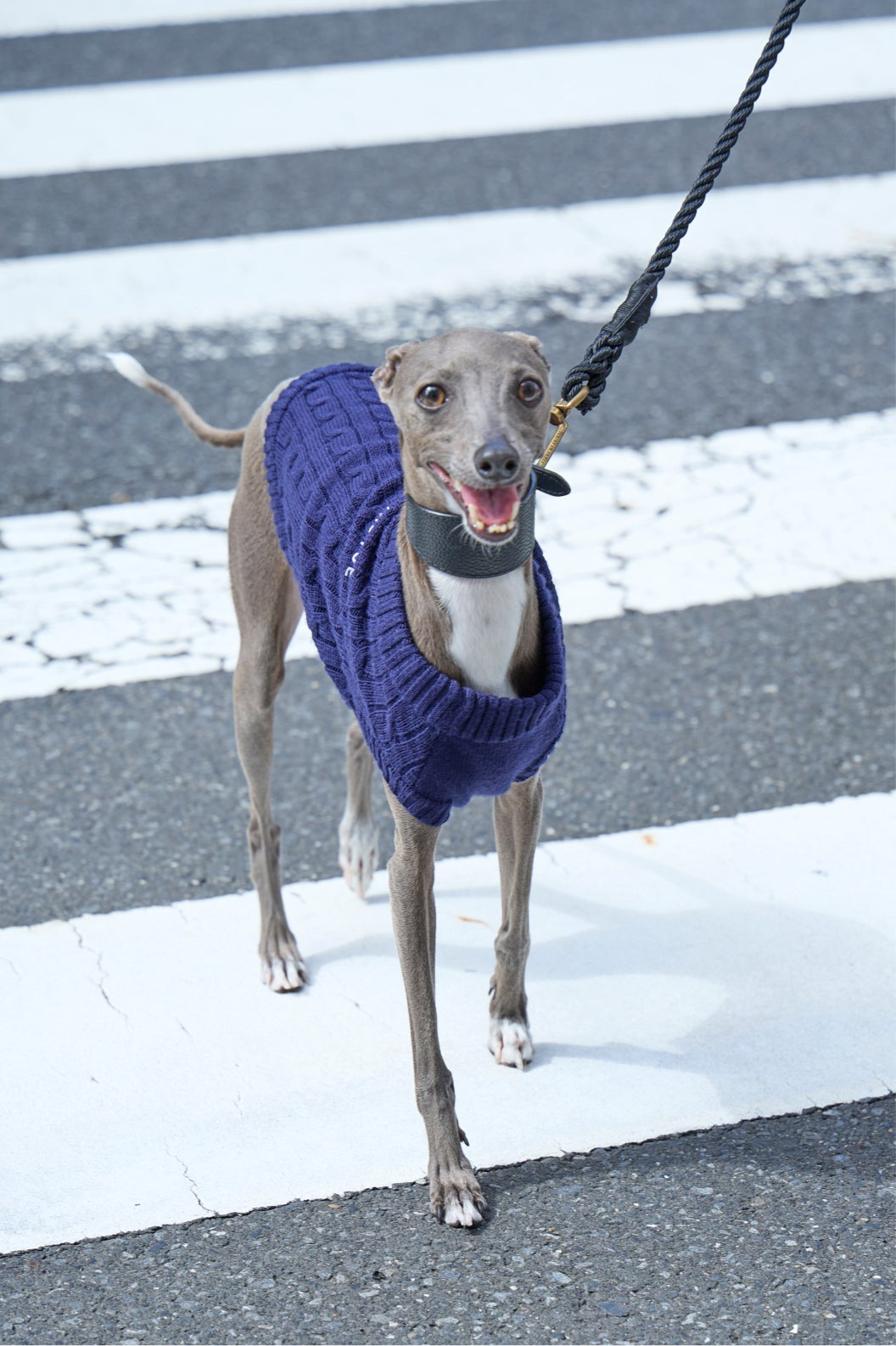 TOÉ Daily Dog Knit