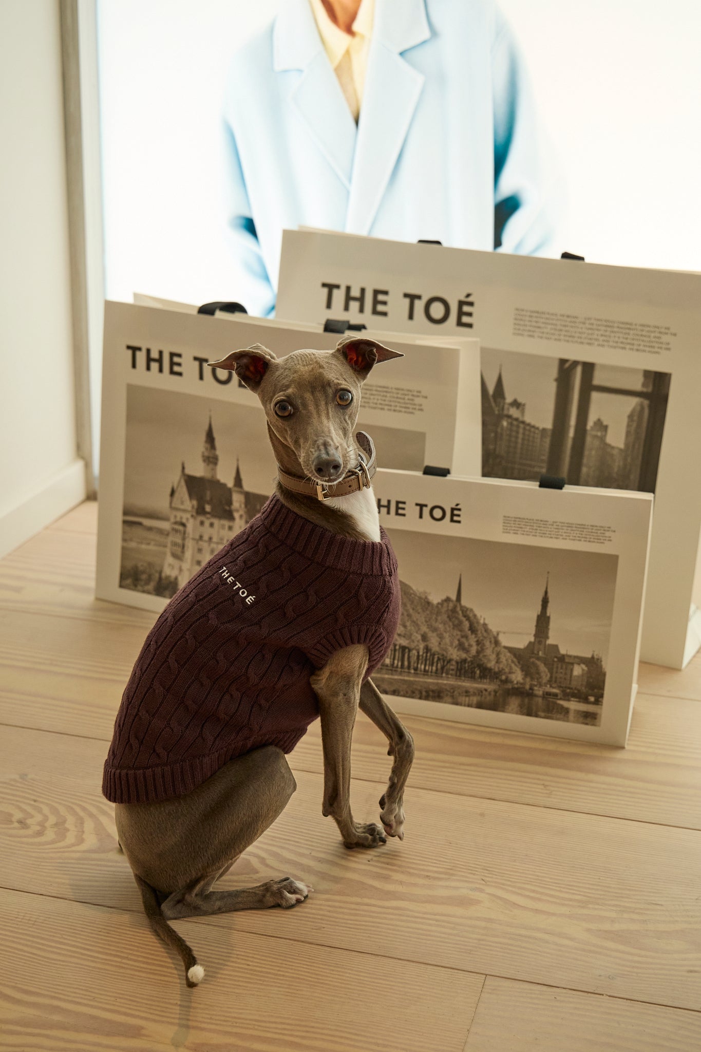 TOÉ Daily Dog Knit – THE TOÉ