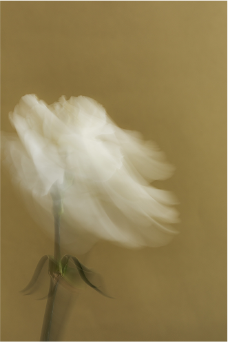 GOLD Image